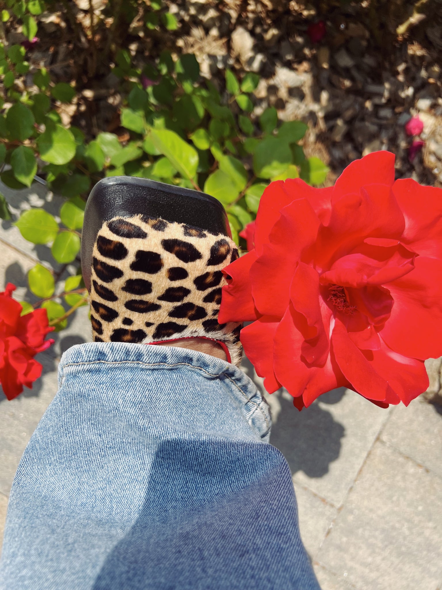 Rael pl_leopard